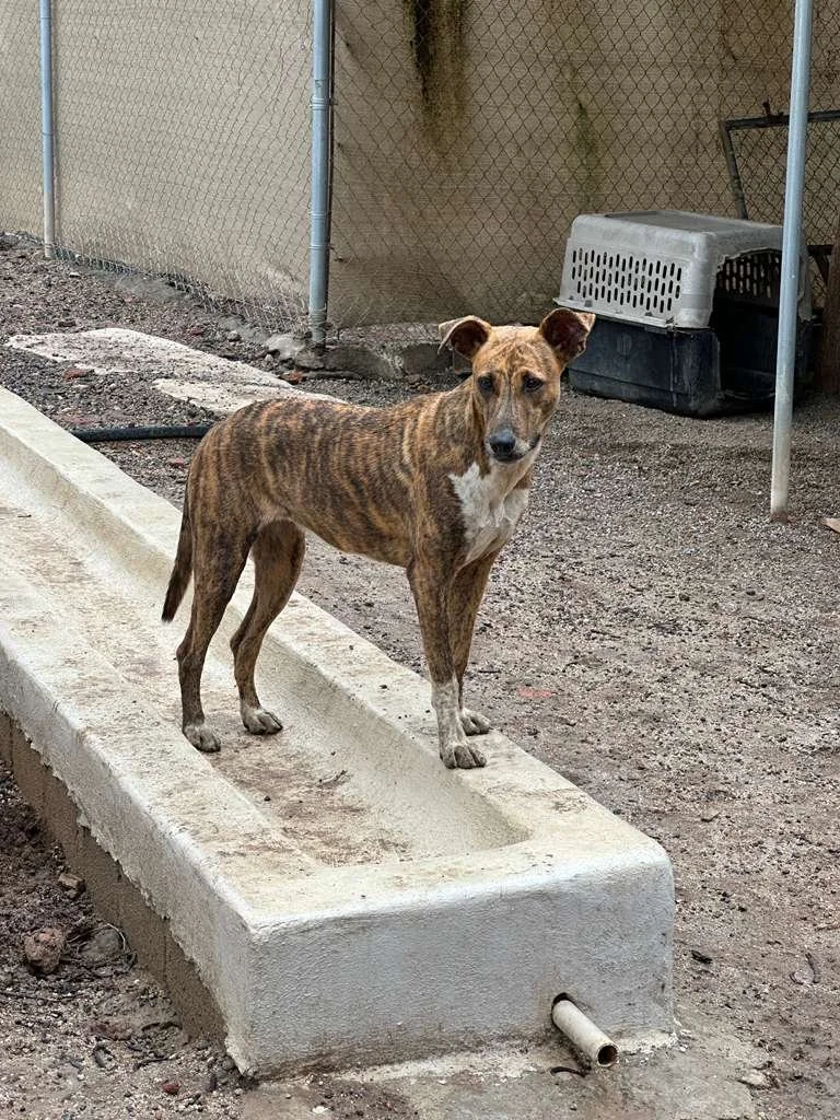 brindle female galgo greyhound  (2).jpeg