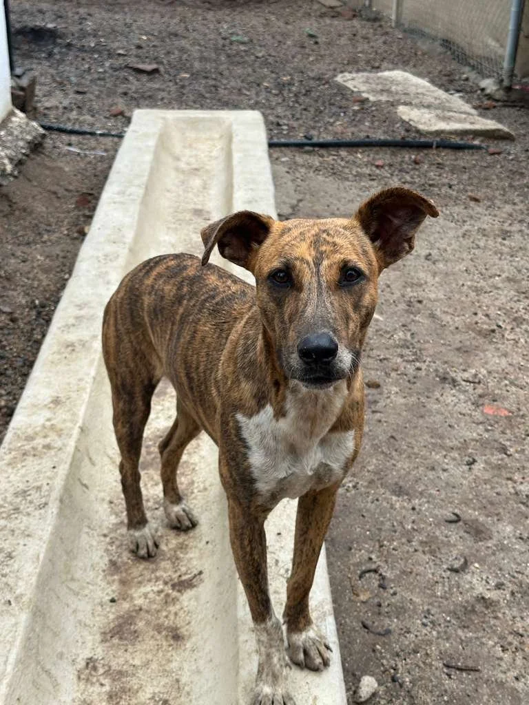 brindle female galgo greyhound  (4).jpeg