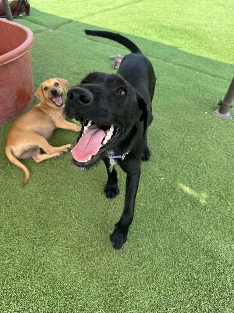 Male Black Terrier Shepherd Schnauzer Meximix (7).jpeg