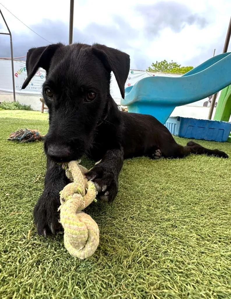Male Black Terrier Shepherd Schnauzer Meximix (4).jpeg