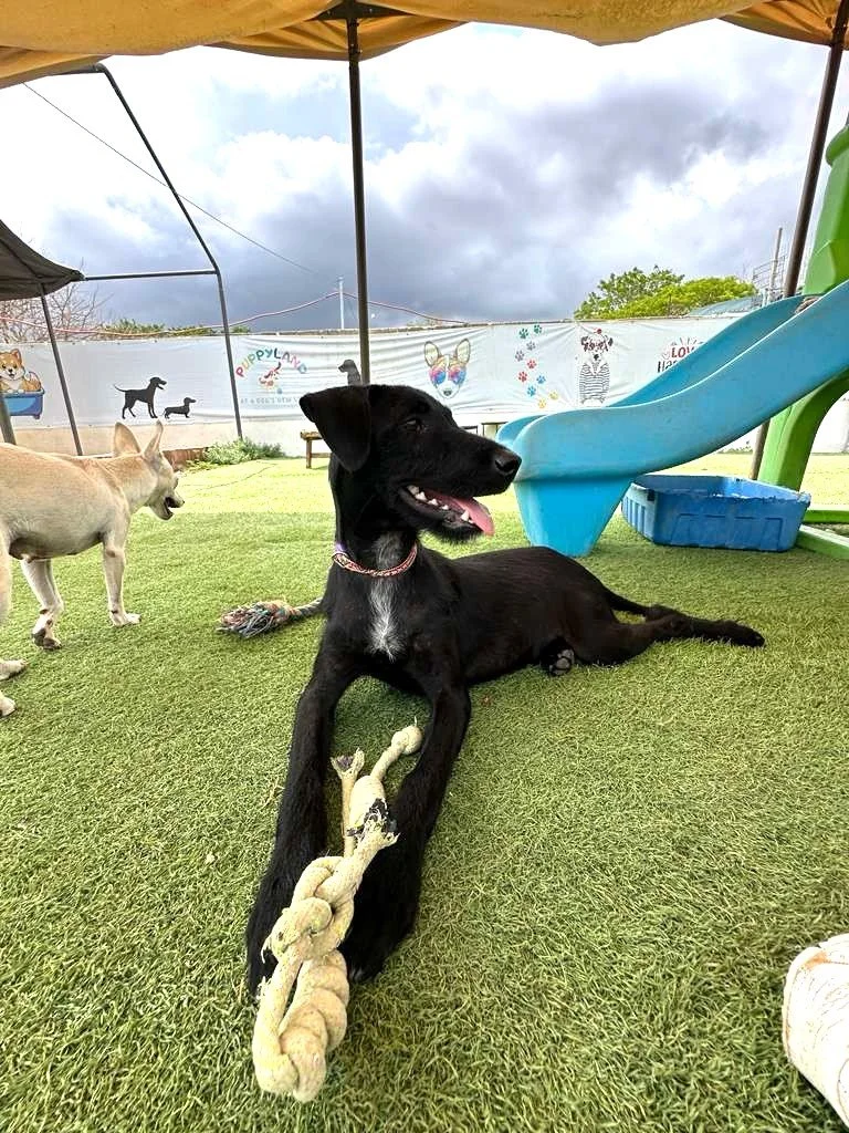 Male Black Terrier Shepherd Schnauzer Meximix (2).jpeg