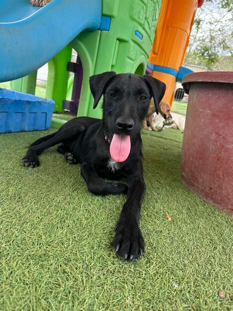 Male Black Terrier Shepherd Schnauzer Meximix (3).jpeg