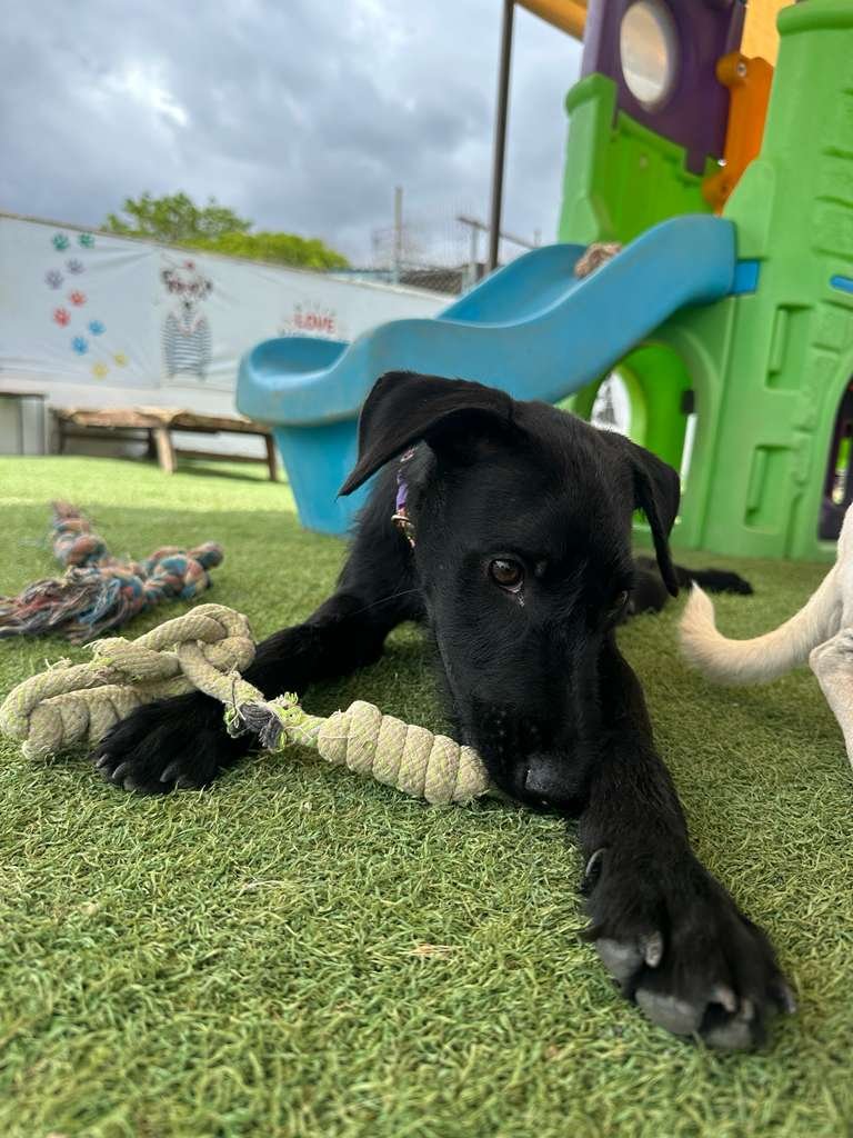 Male Black Terrier Shepherd Schnauzer Meximix (5).jpeg