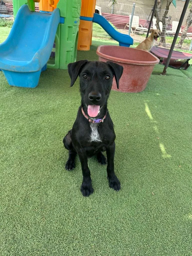 Male Black Terrier Shepherd Schnauzer Meximix (1).jpeg