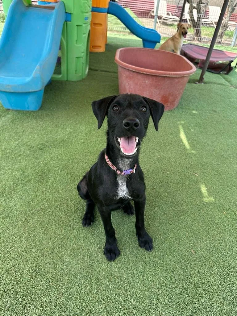 Male Black Terrier Shepherd Schnauzer Meximix (9).jpeg