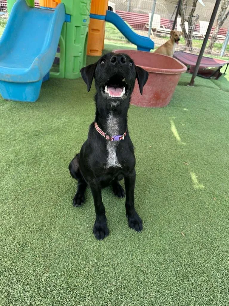 Male Black Terrier Shepherd Schnauzer Meximix (10).jpeg