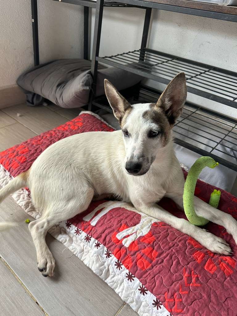 female cattle dog shepherd  (2).jpeg