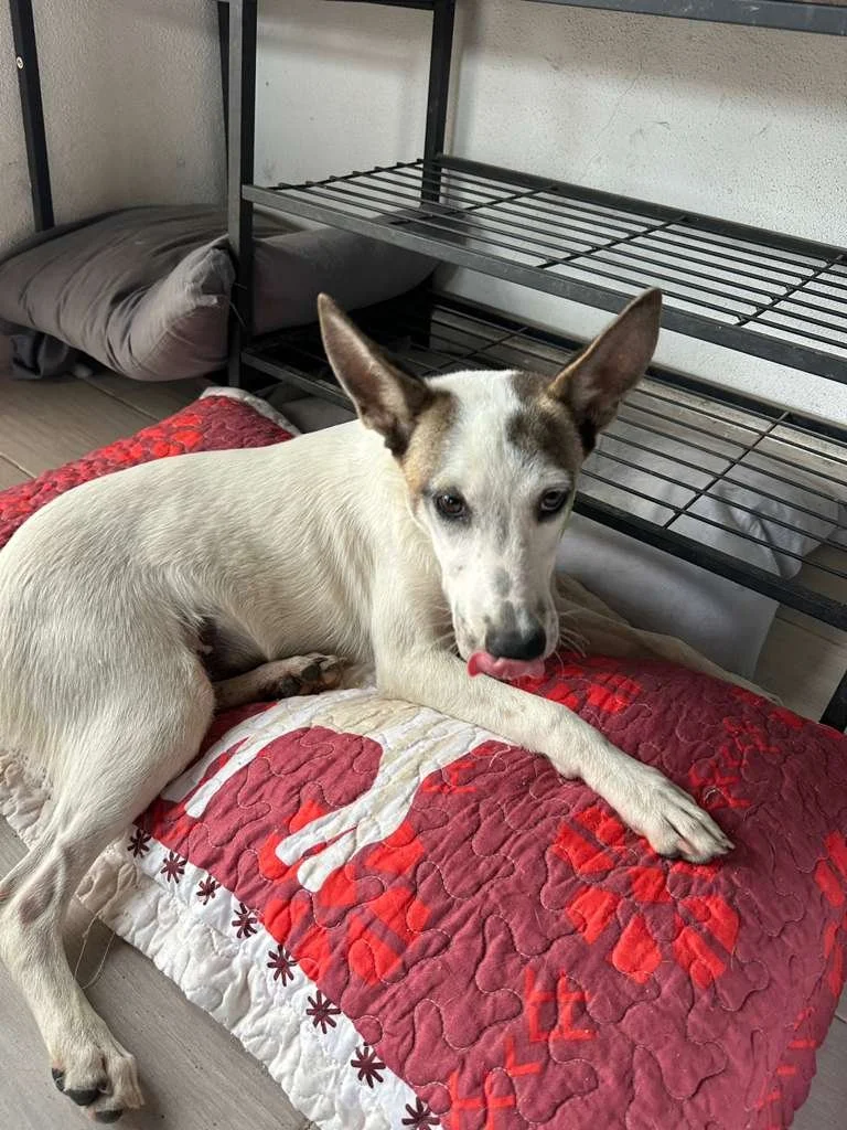 female cattle dog shepherd  (4).jpeg