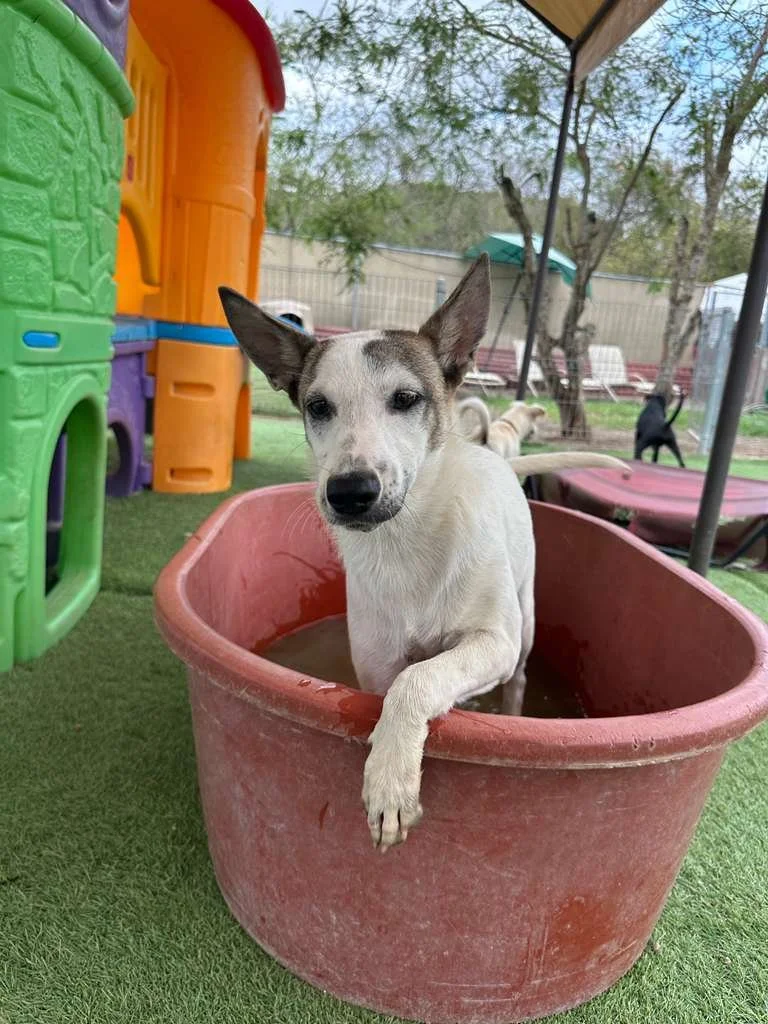 female cattle dog shepherd  (6).jpeg