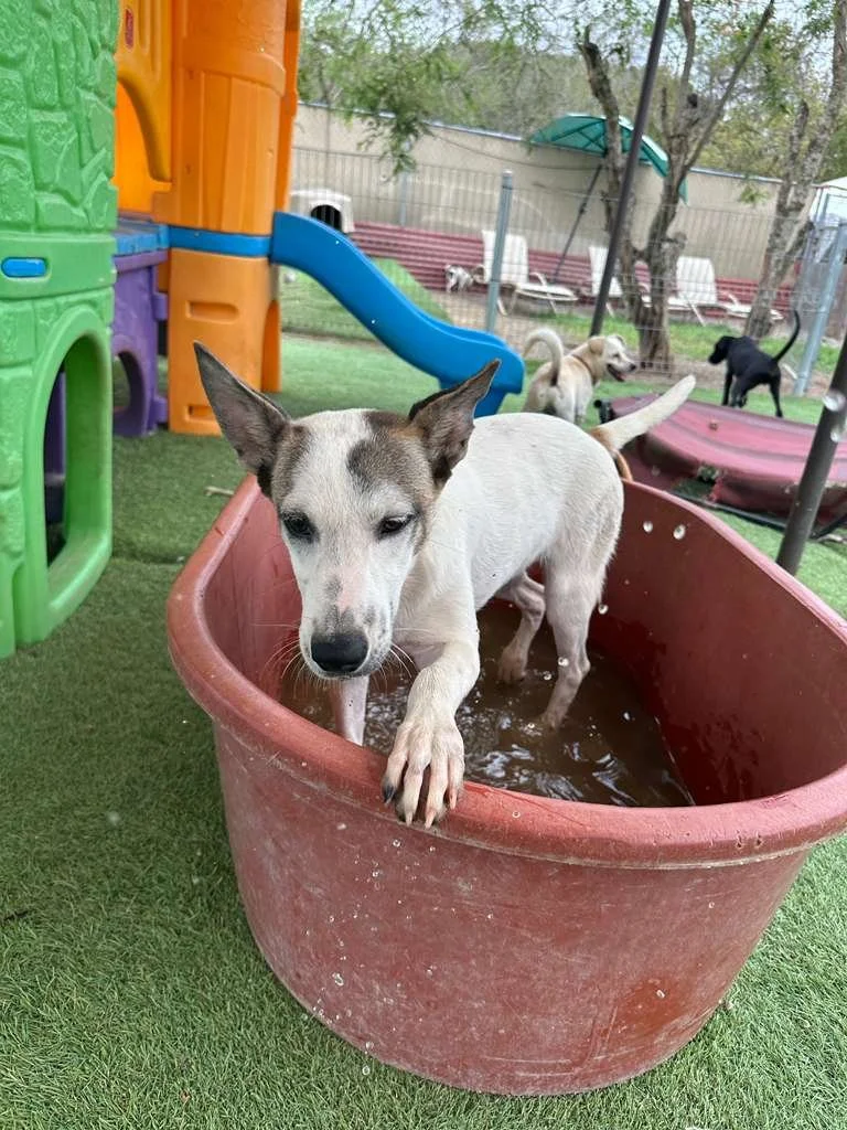 female cattle dog shepherd  (7).jpeg