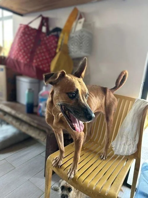 Black mouth cur, boxer, terrier mix female (2).jpg