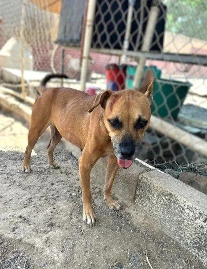 Black mouth cur, boxer, terrier mix female (1).jpg