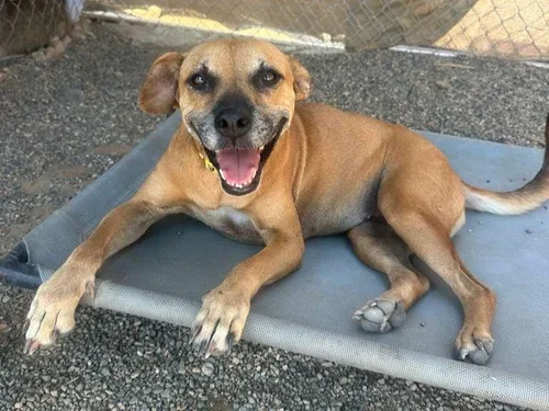 Black mouth cur, boxer, terrier mix female (1).webp