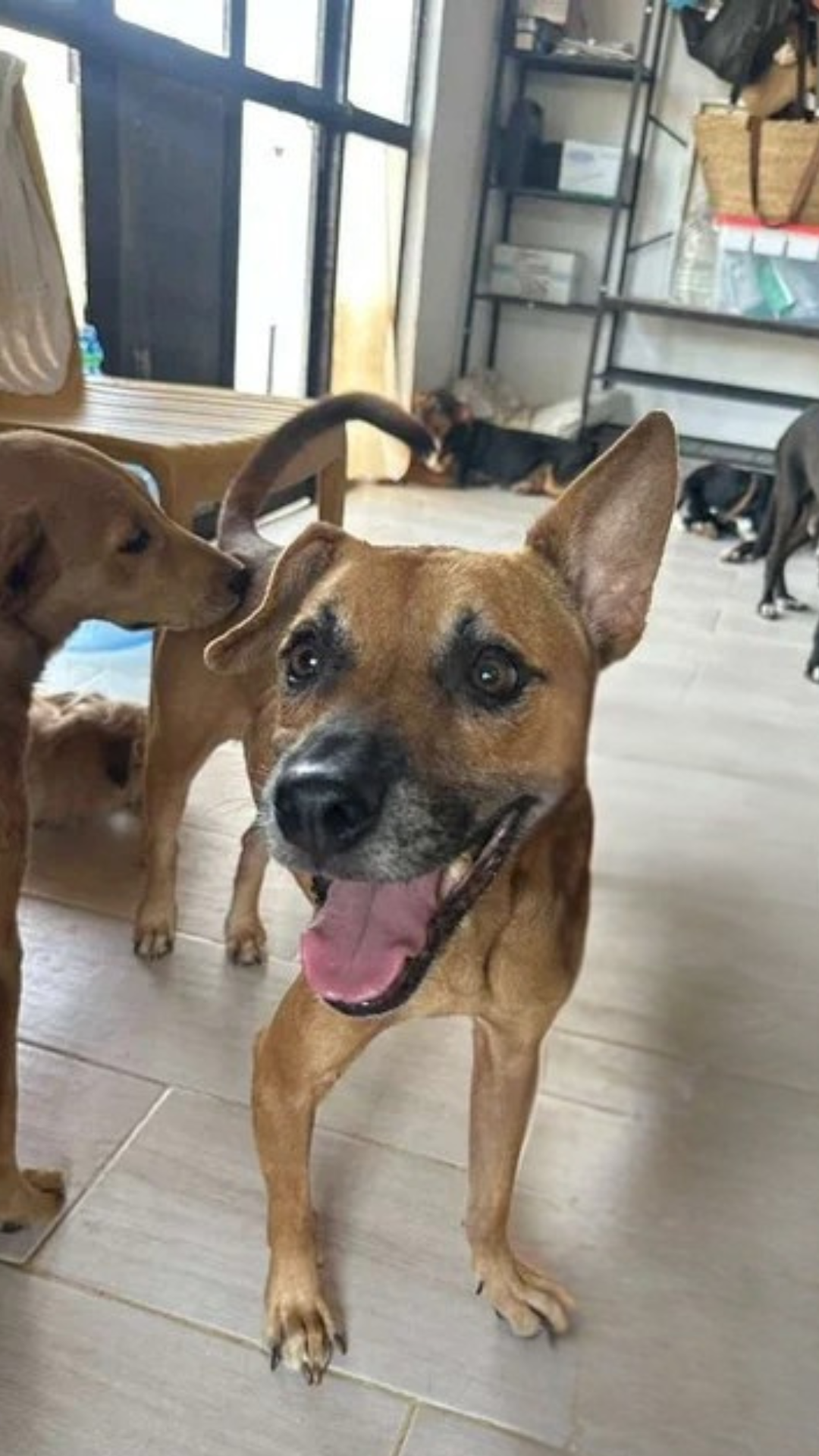 Black mouth cur, boxer, terrier mix female (1).png