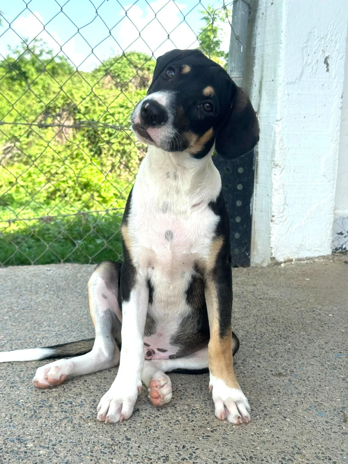 Fonz beagle hound male mix puppy (3).jpeg