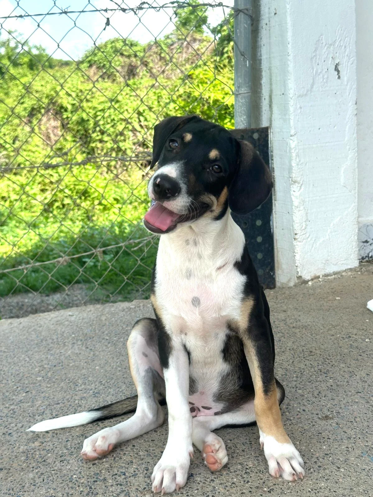 Fonz beagle hound male mix puppy (4).jpeg