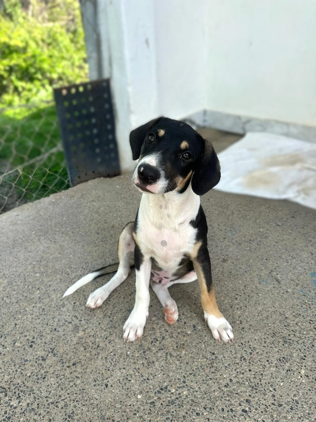 Fonz beagle hound male mix puppy (5).jpeg