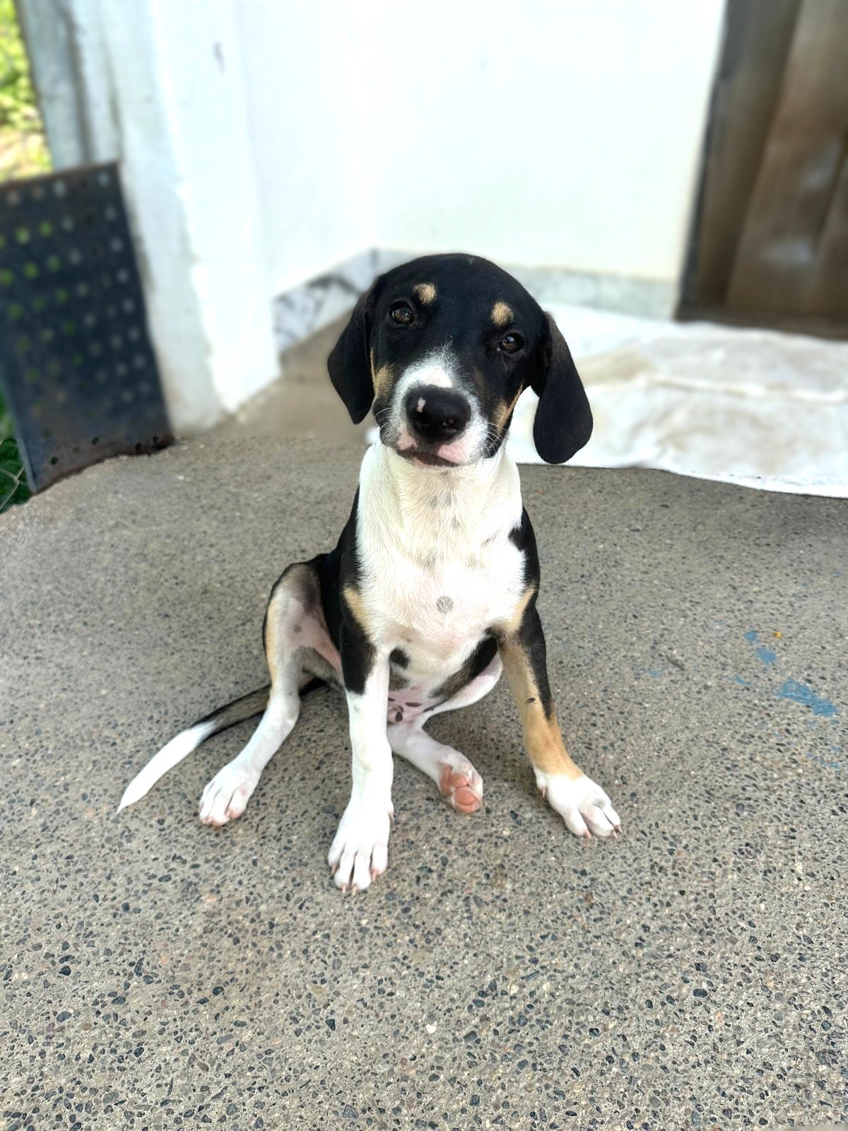 Fonz beagle hound male mix puppy (1).jpeg