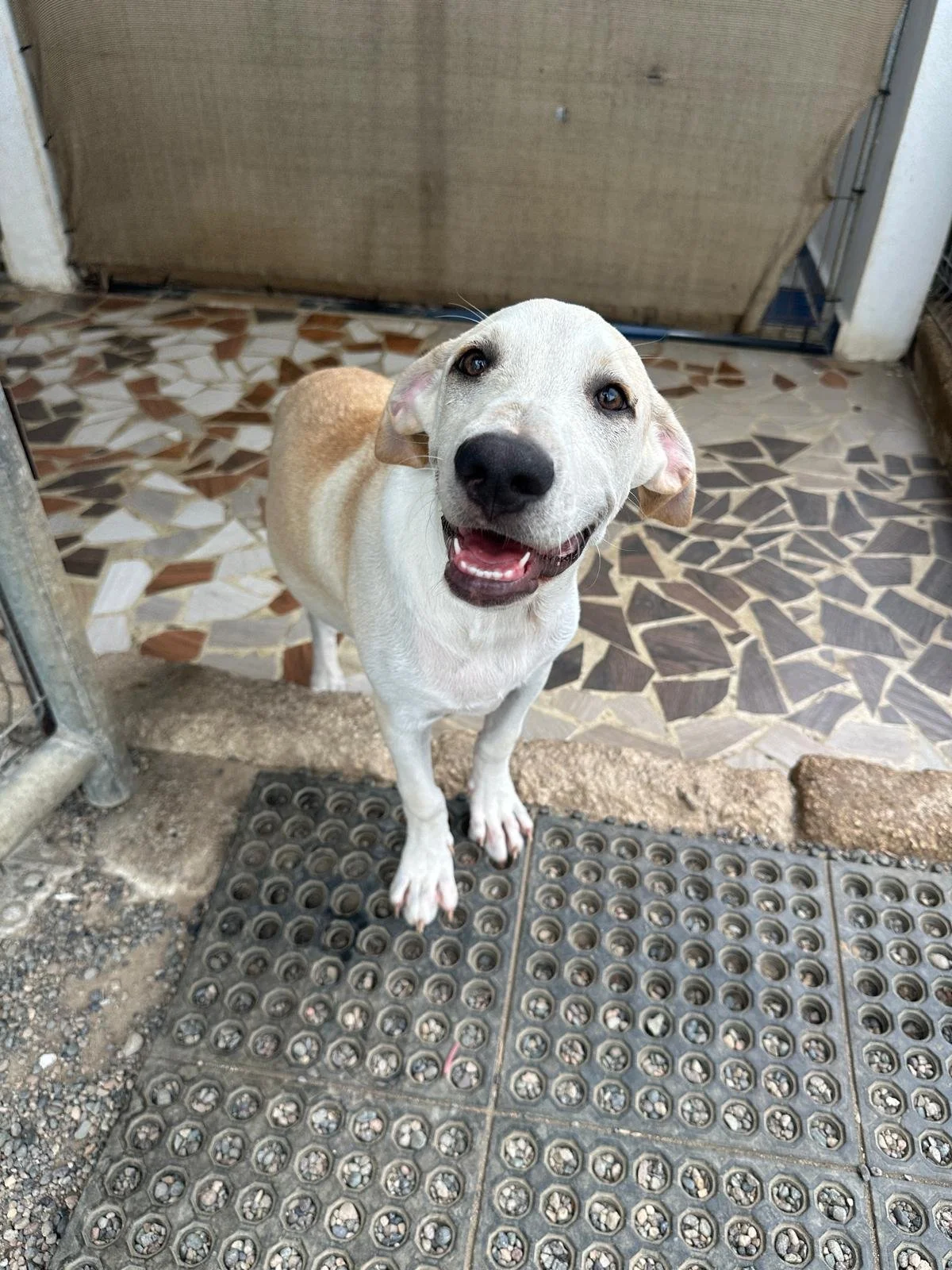 Chachi (6) lab retriever male mix.jpeg