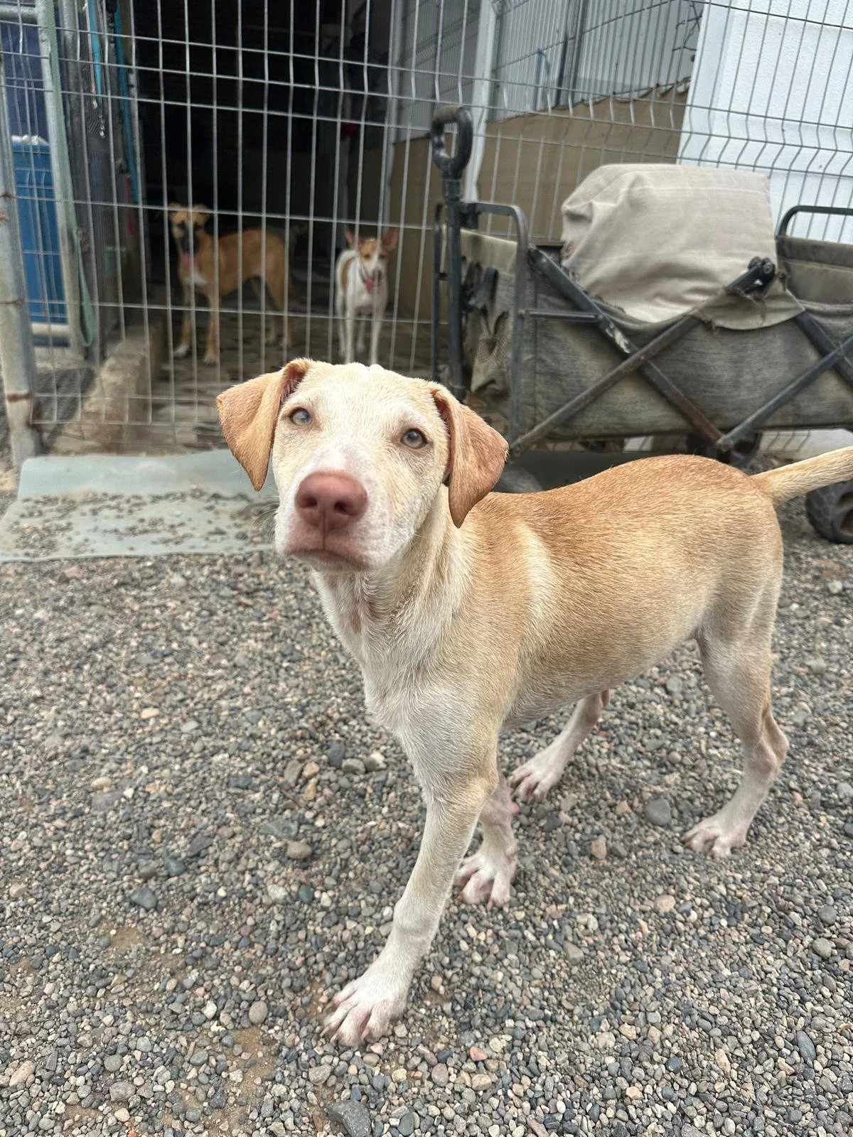 Rich lab retriever male mix (2).jpeg