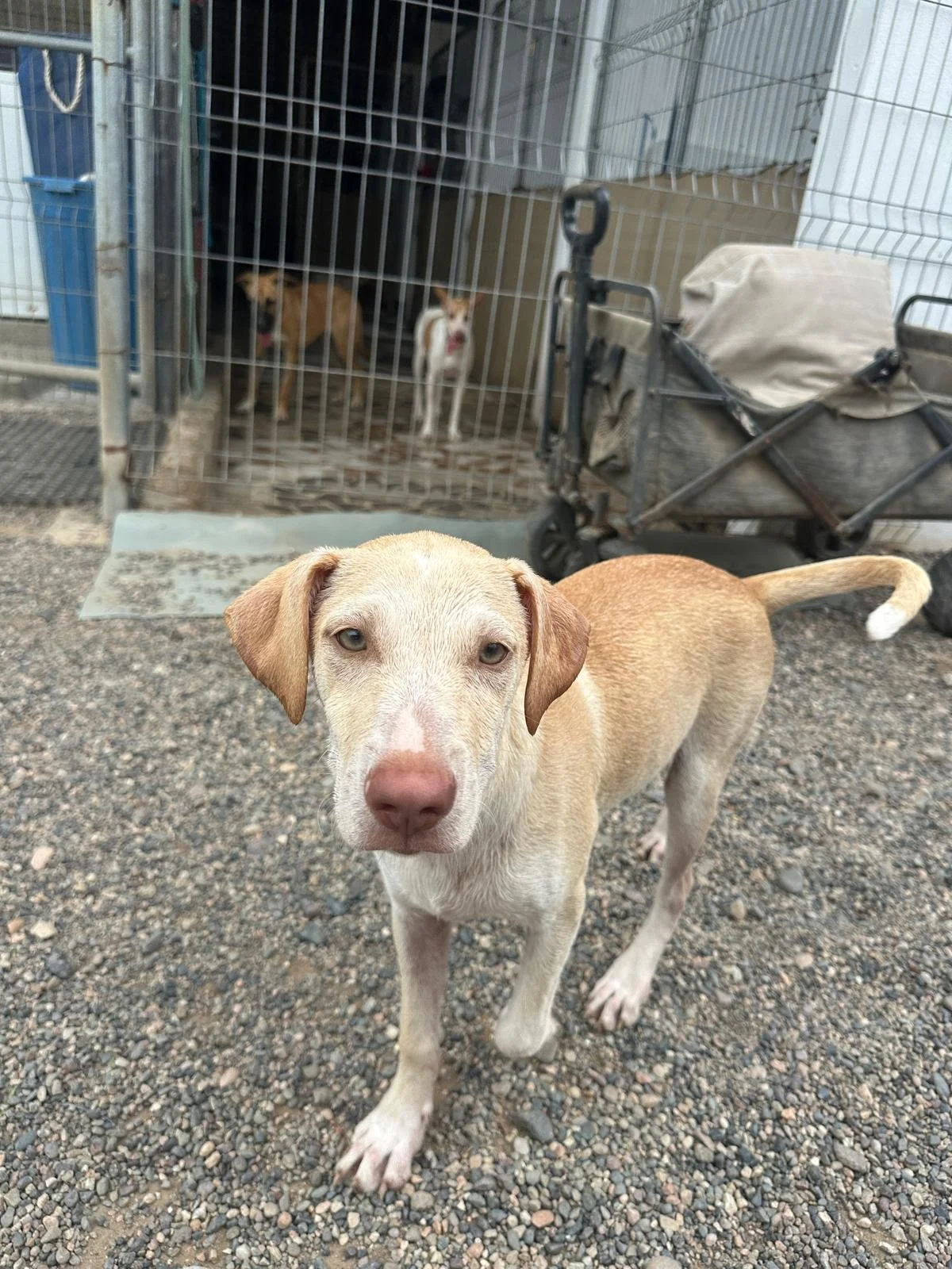 Rich lab retriever male mix (3).jpeg