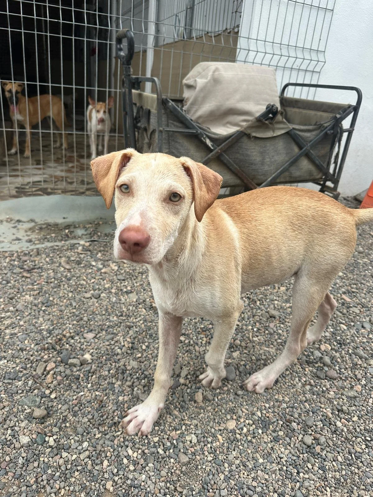 Rich lab retriever male mix (5).jpeg