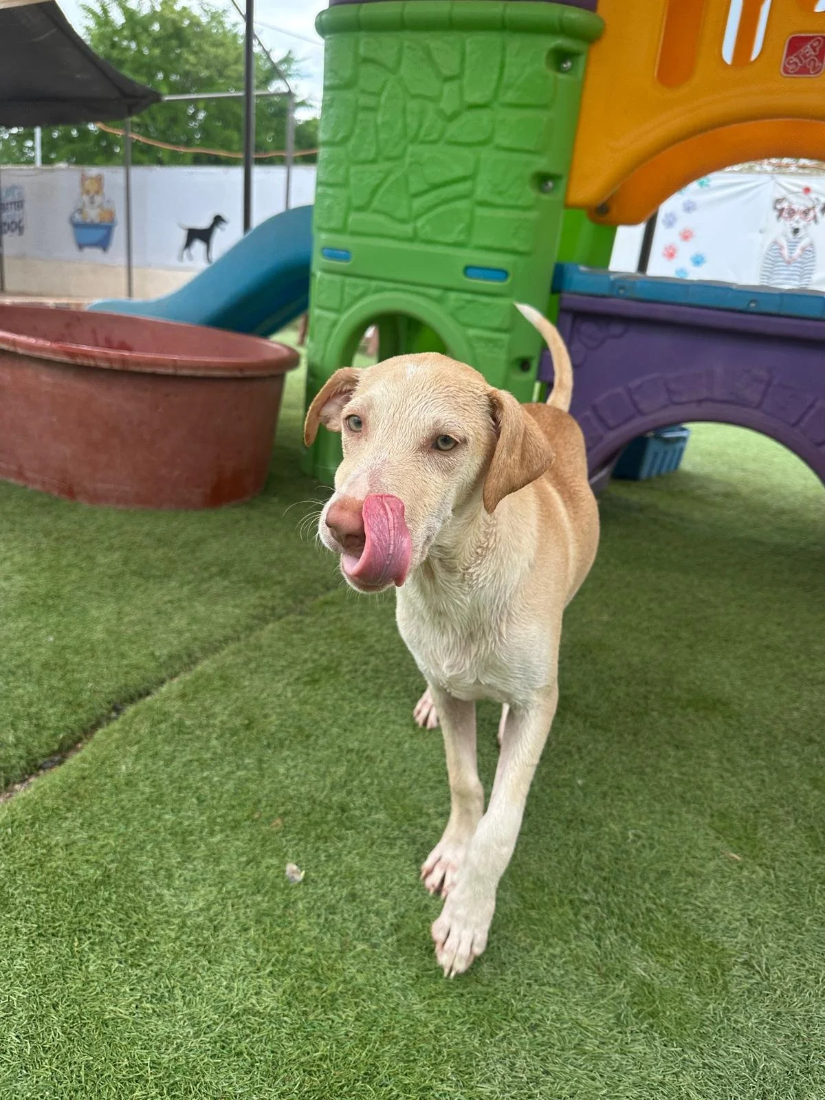 Rich lab retriever male mix (6).jpeg
