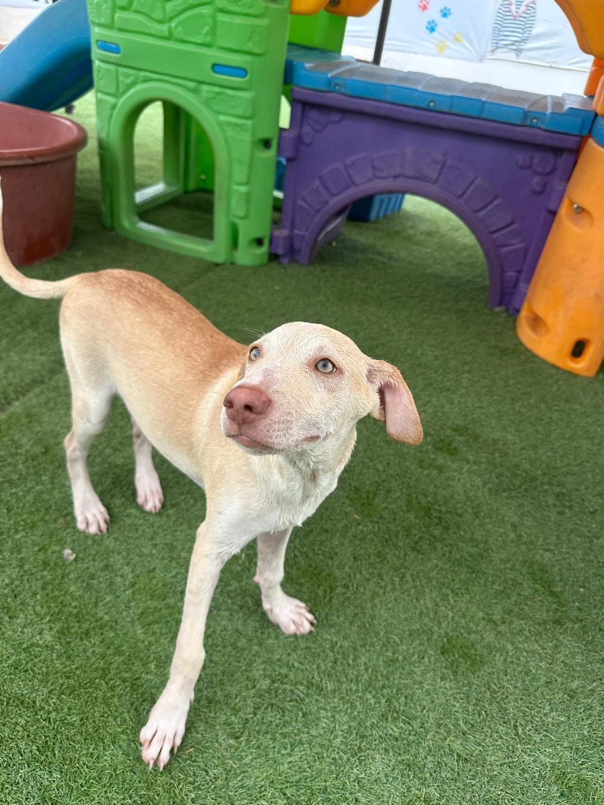 Rich lab retriever male mix (9).jpeg