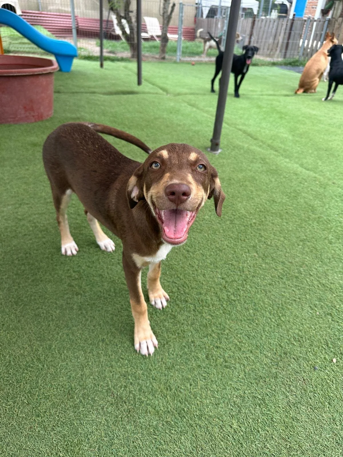 Joanie female pup (2) Beagle hound Kelpie Austrailain sheperd mix.jpeg