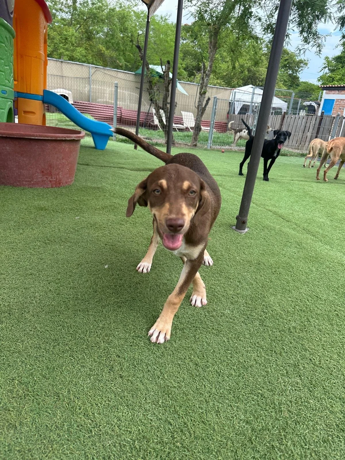 Joanie female pup (3) Beagle hound Kelpie Austrailain sheperd mix.jpeg
