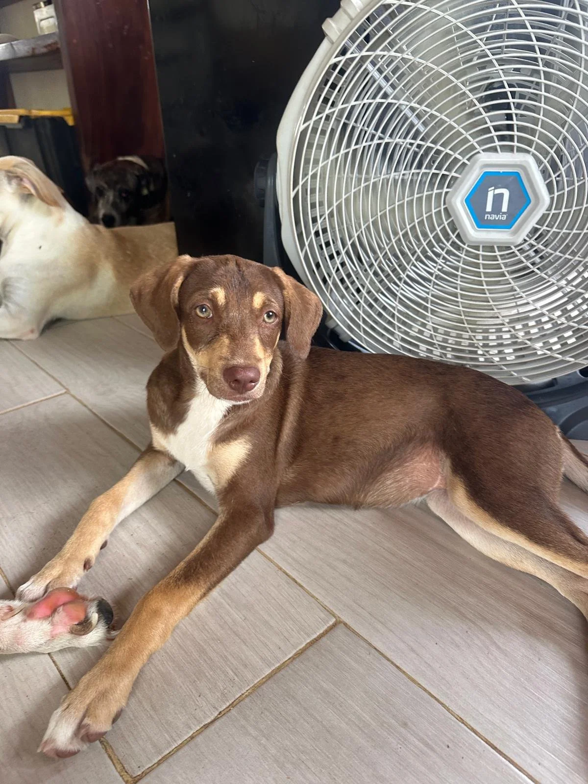 Joanie female pup (5) Beagle hound Kelpie Austrailain sheperd mix.jpeg