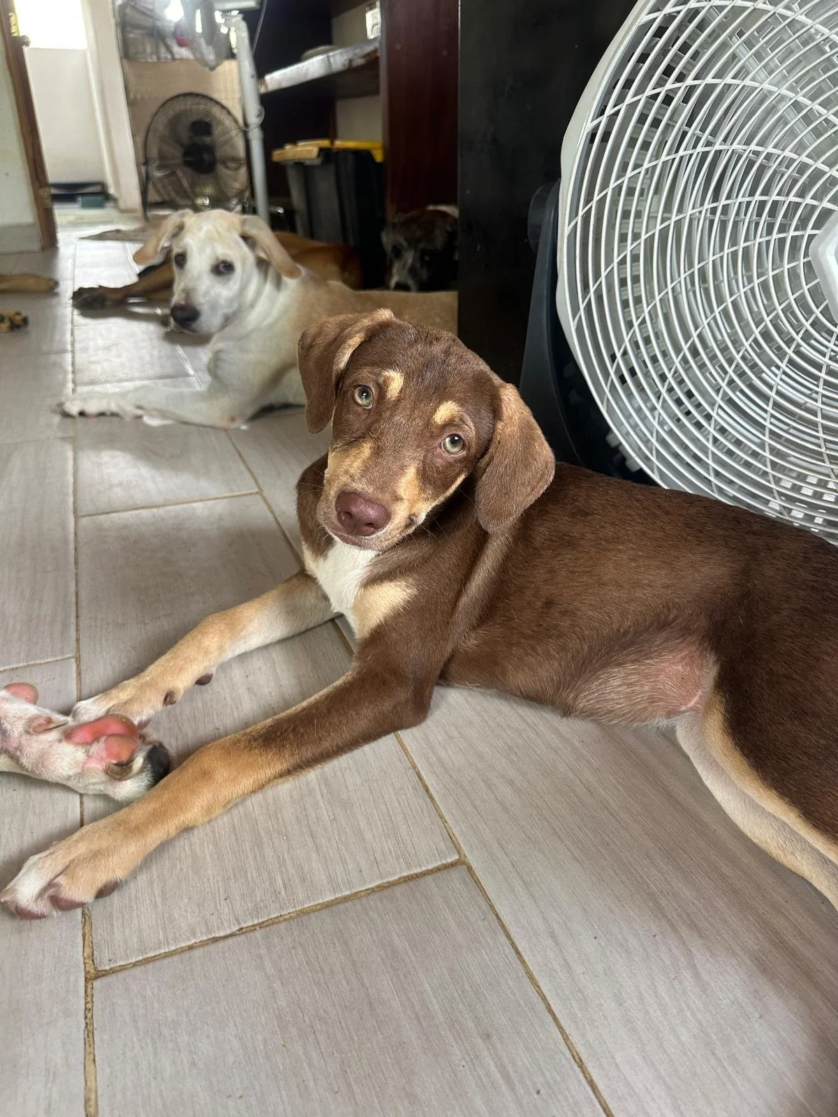Joanie female pup (8) Beagle hound Kelpie Austrailain sheperd mix.jpeg