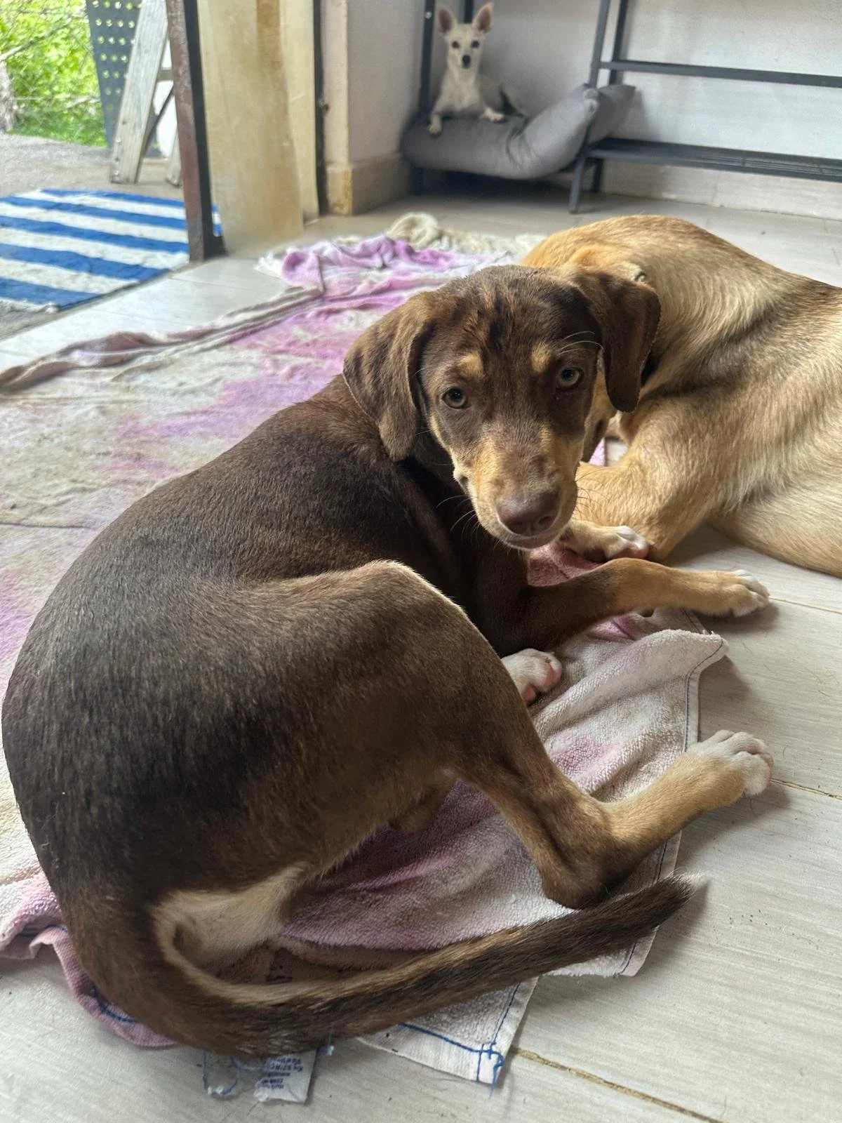 Joanie female pup (10) Beagle hound Kelpie Austrailain sheperd mix.jpeg