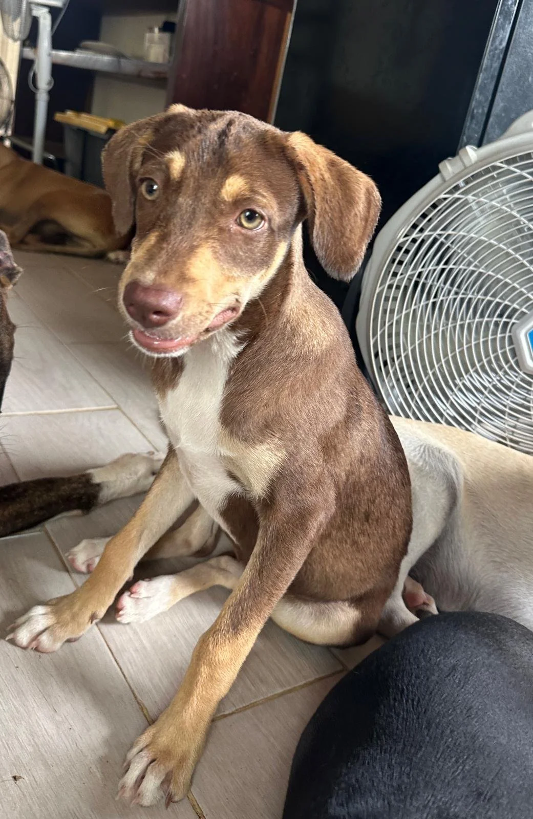 Joanie female pup (11) Beagle hound Kelpie Austrailain sheperd mix.jpeg