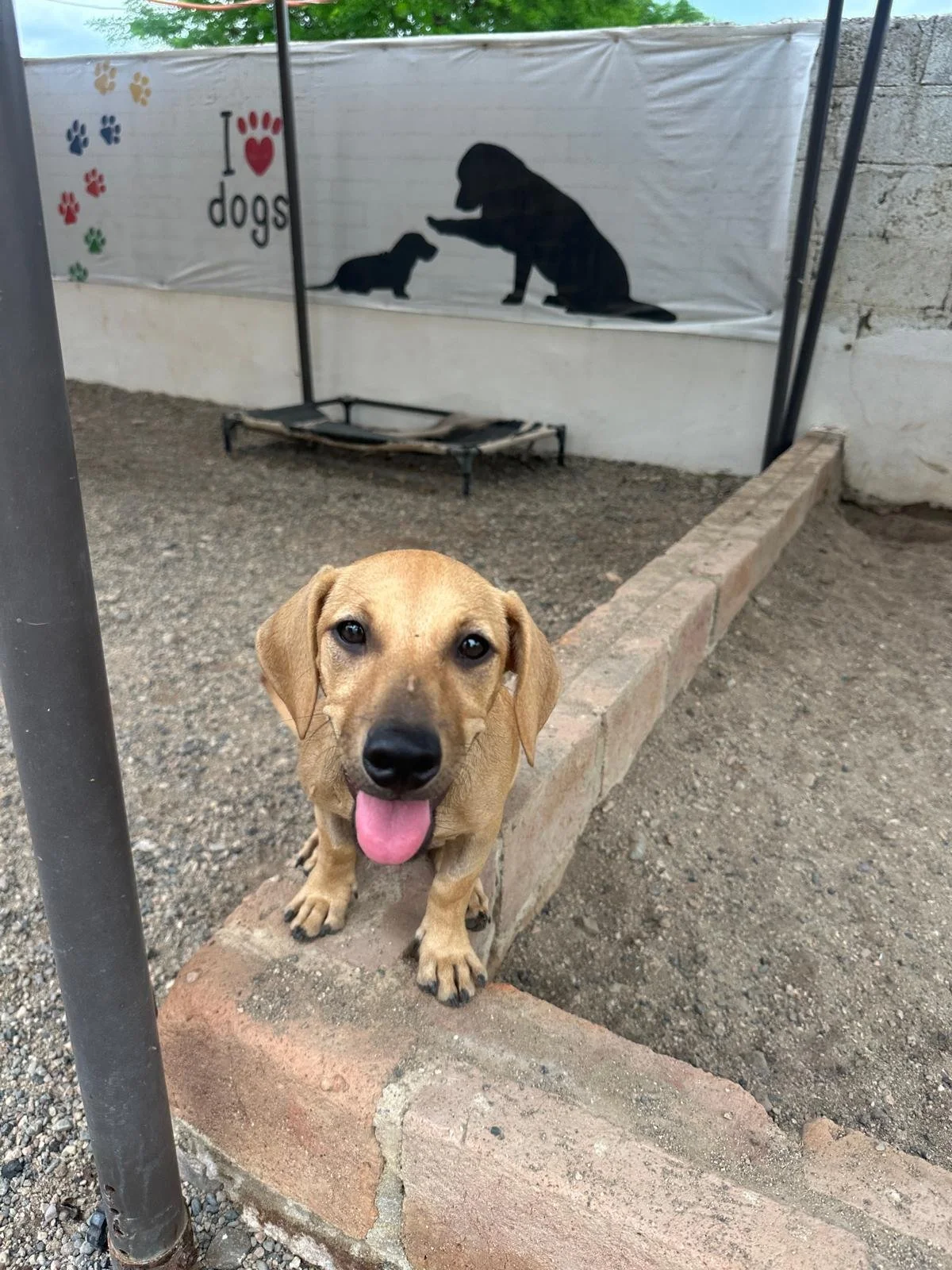 betsy (2).jpeg