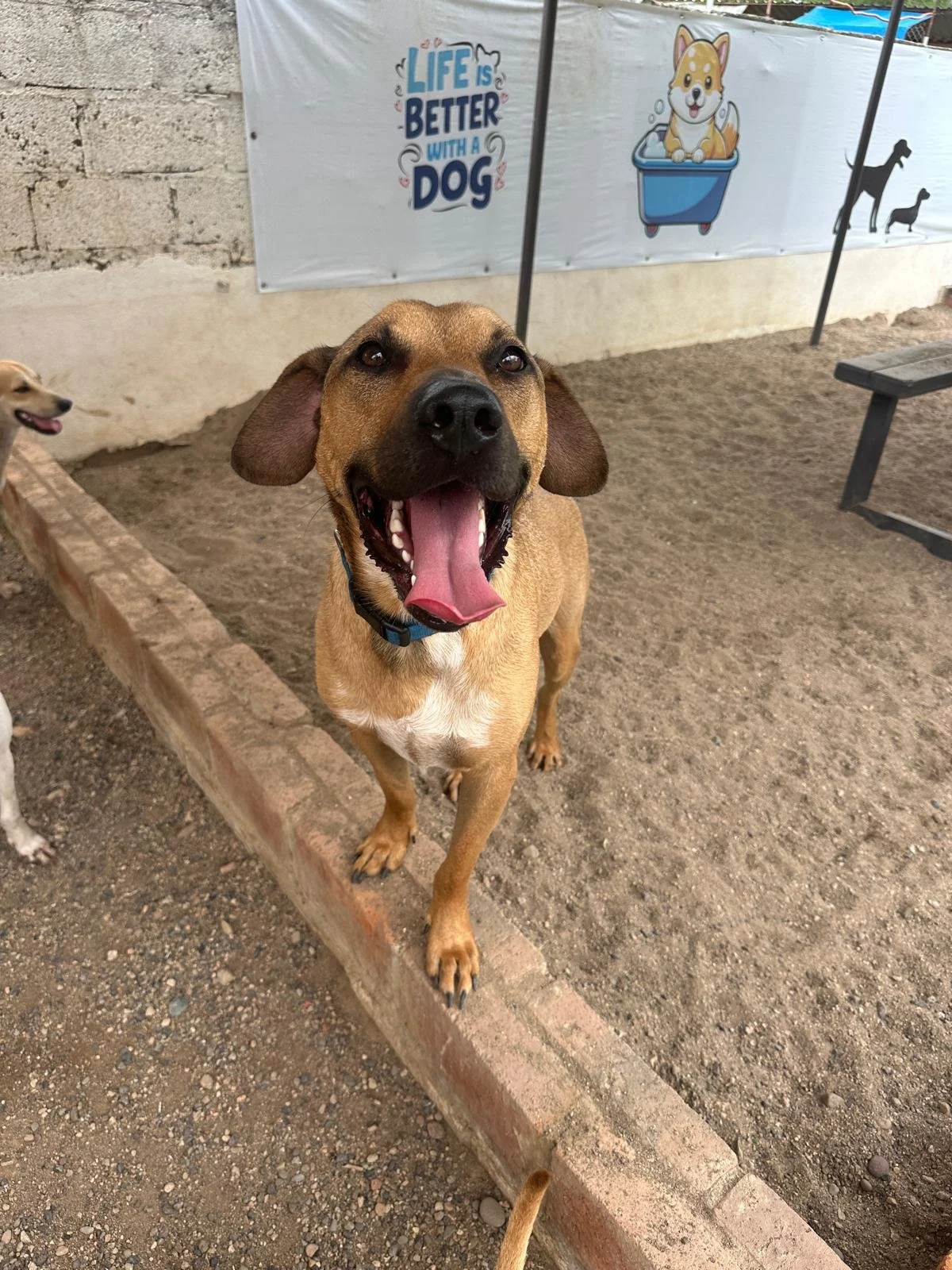Parker  (5).jpeg