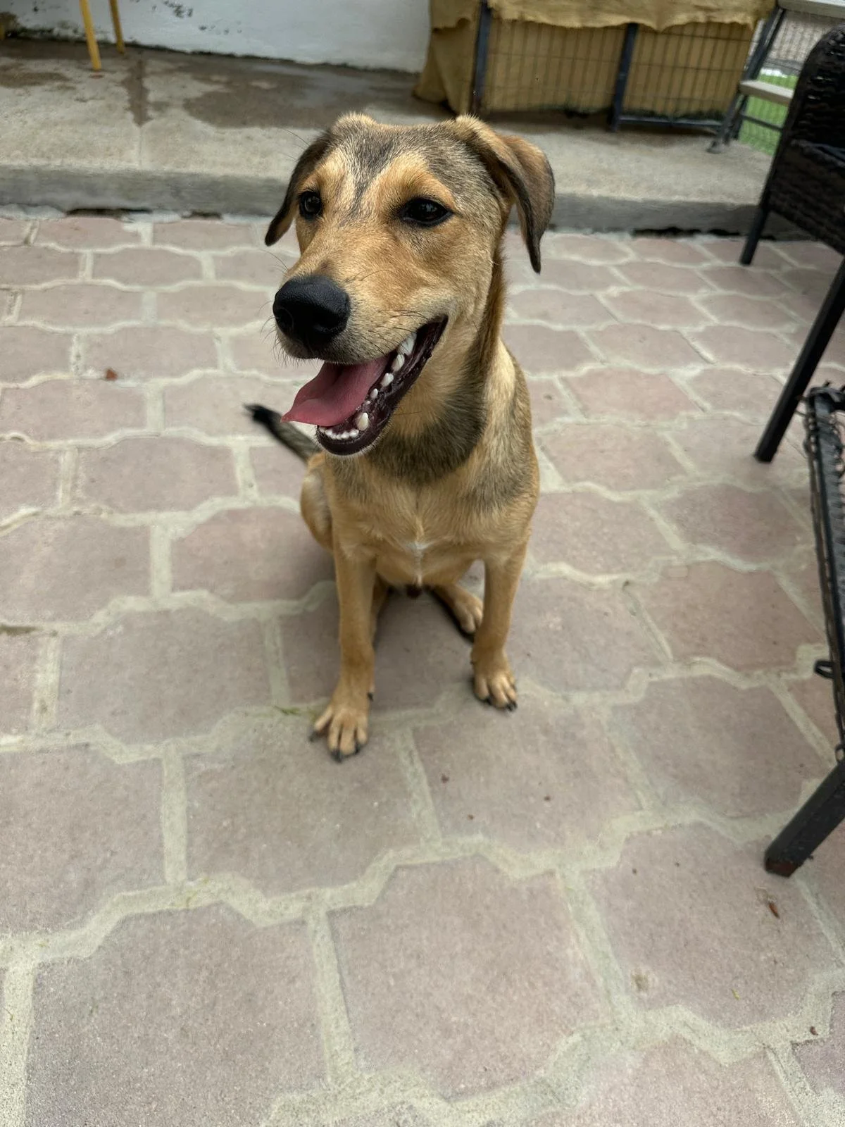 Yogi lab retriever male pup (1).jpeg