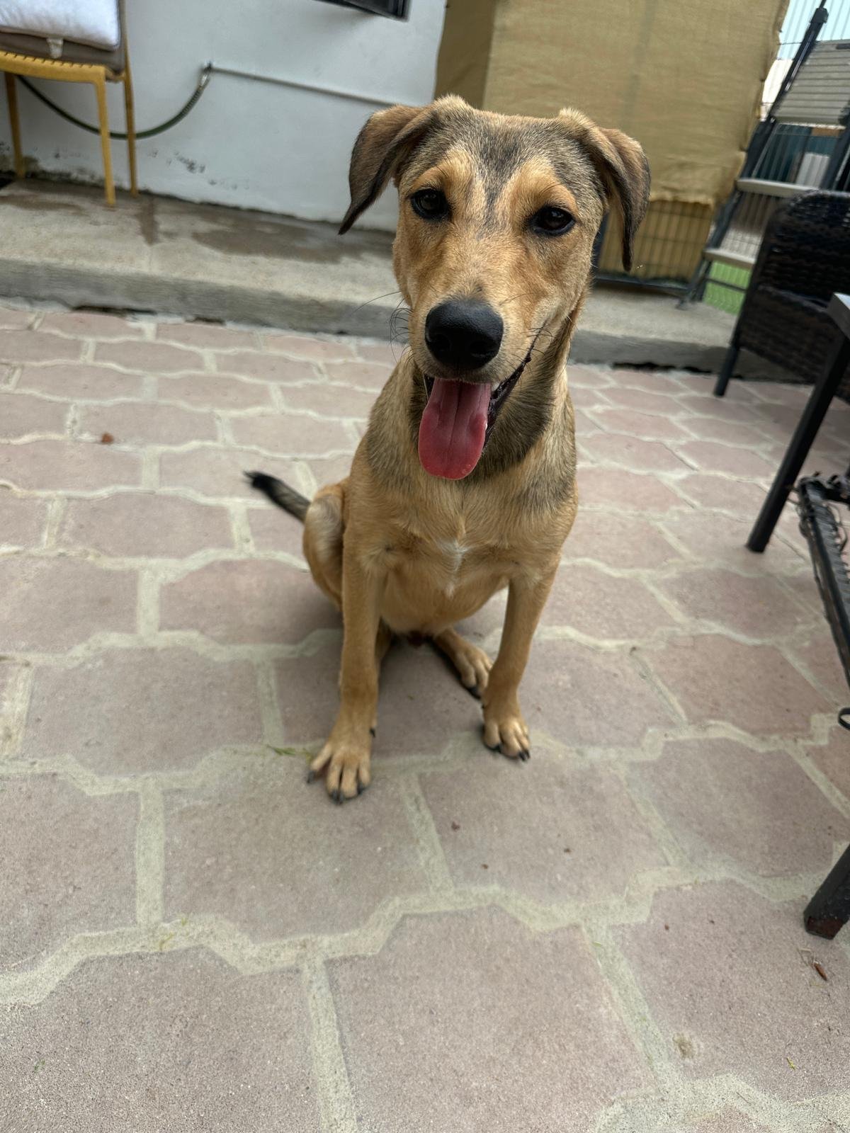 Yogi lab retriever male pup (3).jpeg