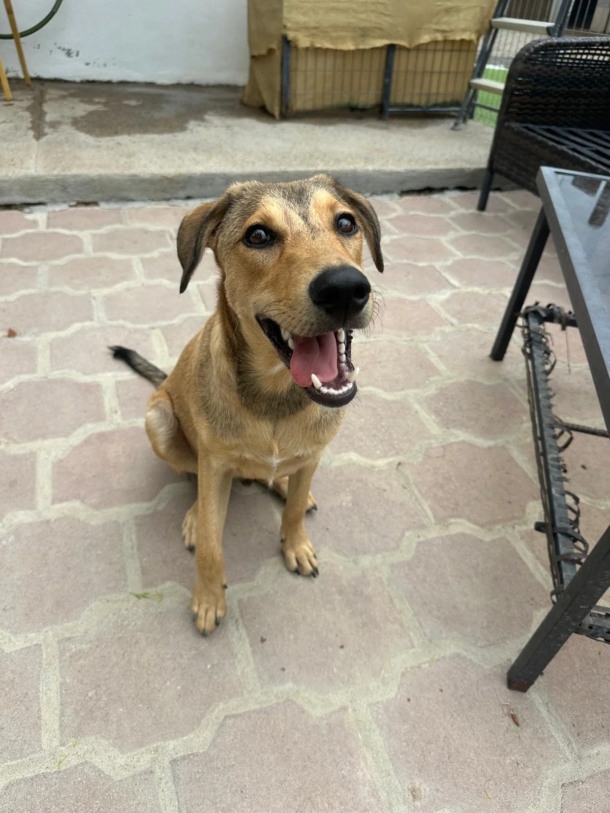 Yogi lab retriever male pup (4).jpeg