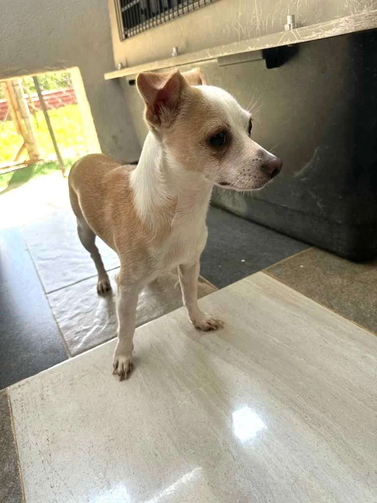Josh Male Chihuahua  (1).jpeg