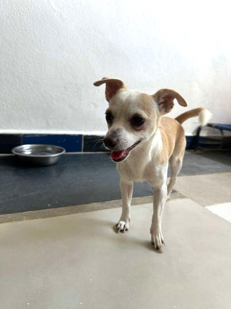 Josh Male Chihuahua  (3).jpeg