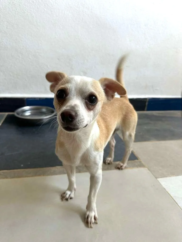 Josh Male Chihuahua  (2).jpg