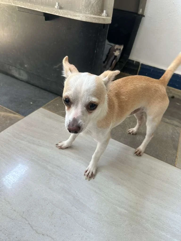 Josh Male Chihuahua  (5).jpeg