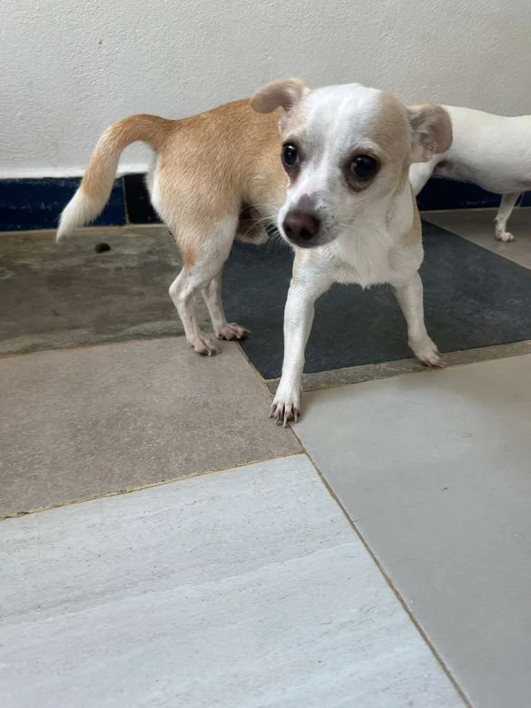 Josh Male Chihuahua  (6).jpeg