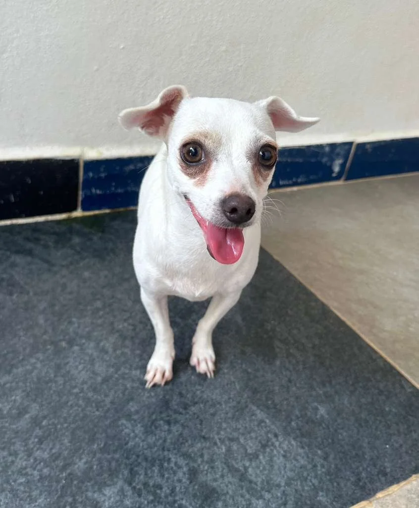 Blan Chihuahua White (2).jpeg