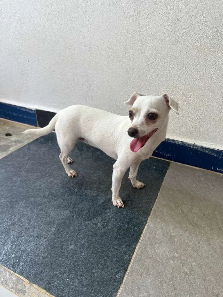 Blan Chihuahua White (1).jpeg