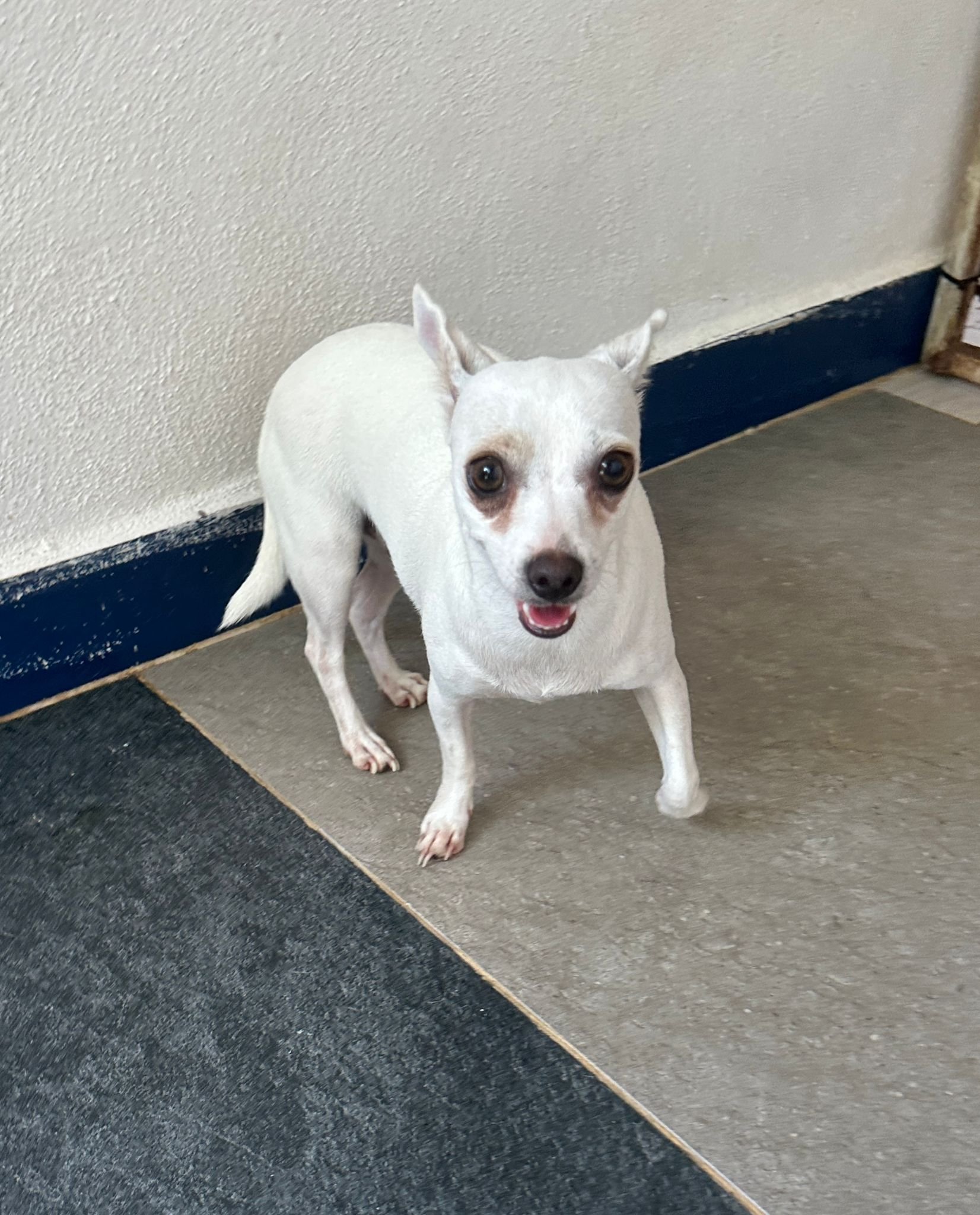 Blan Chihuahua White (4).jpeg