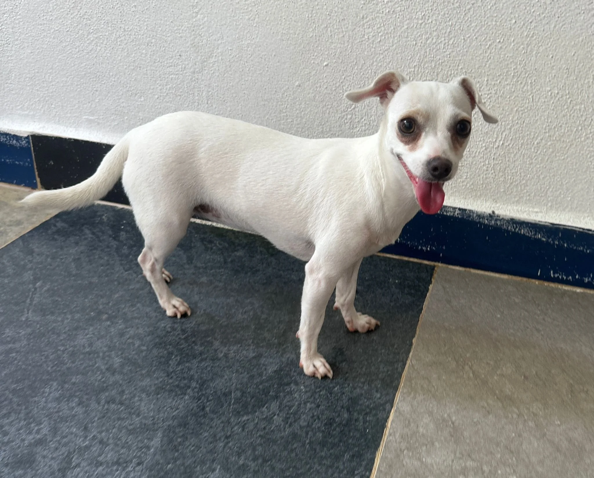 Blan Chihuahua White (3).jpeg