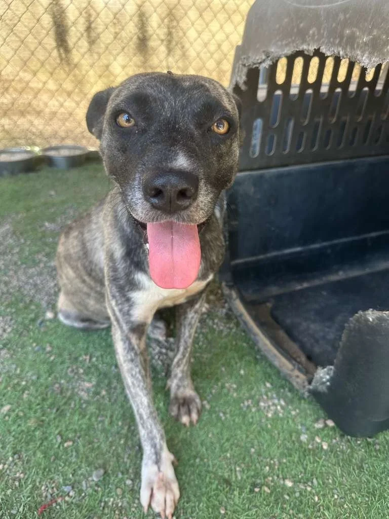 laika (4).jpeg