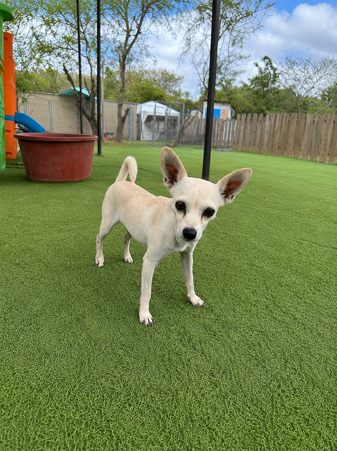 Chihuahua female adult adopt (3).png